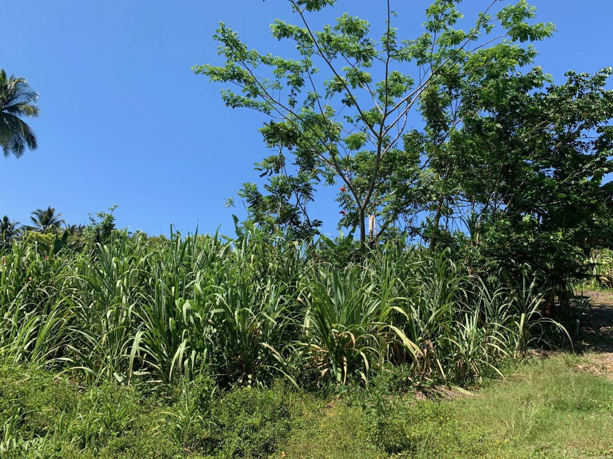 Green Queendom Farm And Lodging Oracabessa Exterior foto